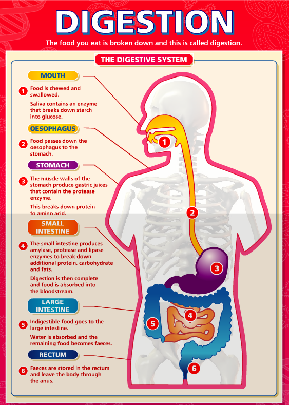 Digestyl infographics