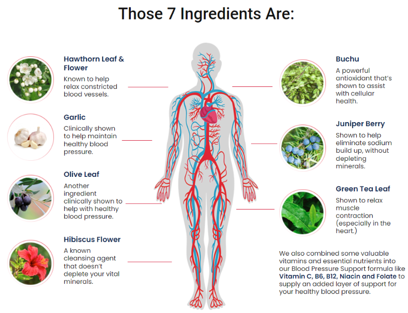 Blood Pressure Support reviews