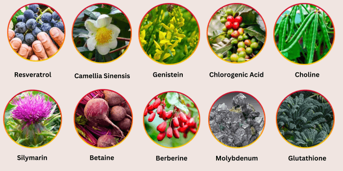 HepatoBurn-Ingredients